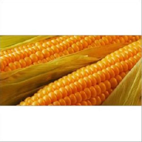 Natural Maize Seeds for Food