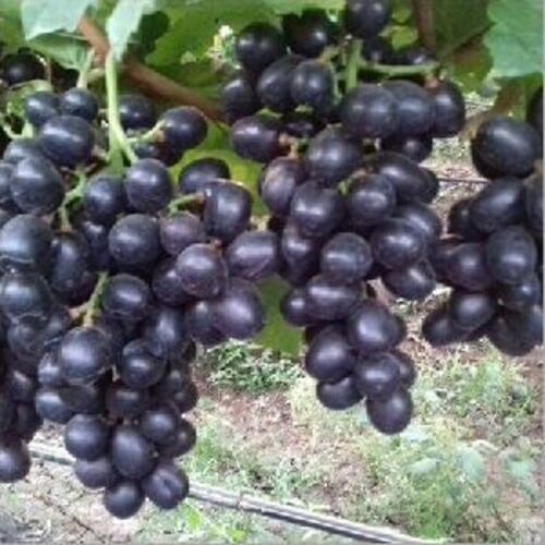 Organic Black Grapes Fruits
