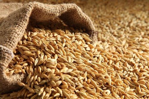Barley Seeds With All Nutrition