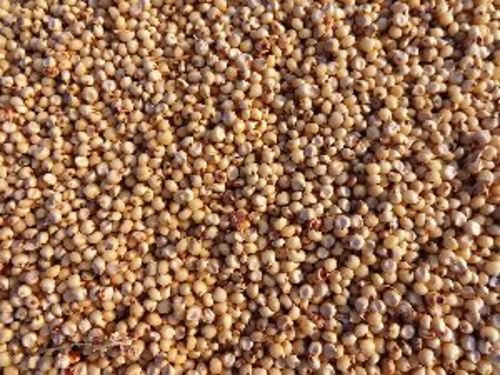 Common Brown Jowar Seeds For Food