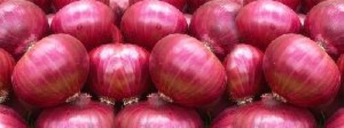 Fresh Red Onion for Cooking