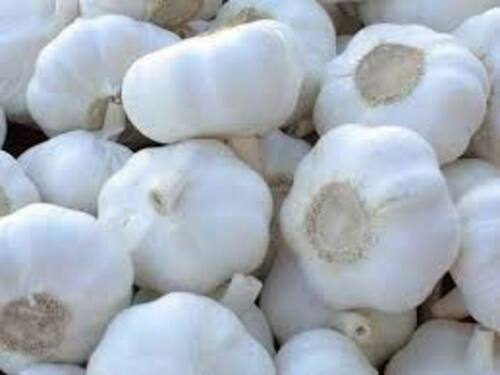 Fresh White Garlic for Food