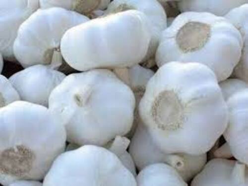 Fresh White Garlic For Food Preserving Compound: Cool And Dry Place