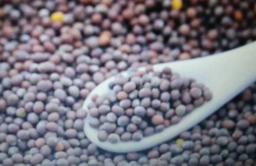 Brown Organic Natural Mustard Seeds