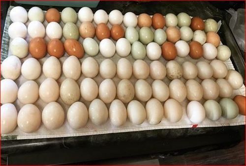 White And Brown Organic Eggs