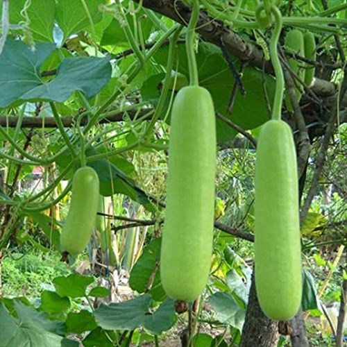 Long A Grade Fresh Bottle Gourd