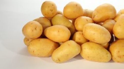 A Grade Fresh Potatoes for Cooking