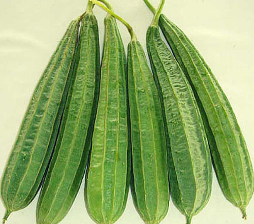 Round A Grade Fresh Ridge Gourd