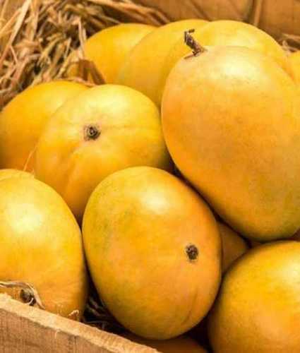 Export Quality Fresh Mango