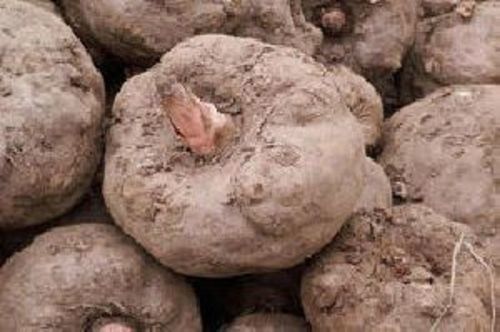 Fresh Elephant Yam For Cooking Preserving Compound: Cool And Dry Place