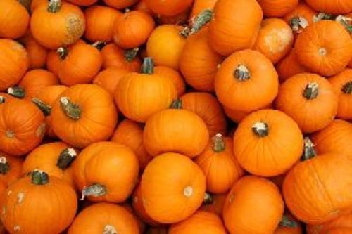 Fresh Orange Pumpkins for Food