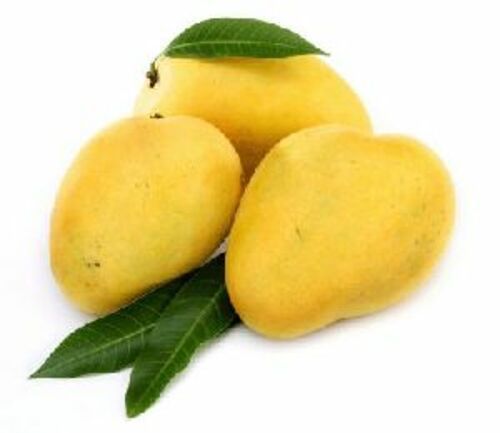 Yellow Fresh Mangoes Fruits