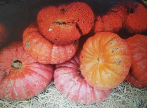 A Grade Red Pumpkin