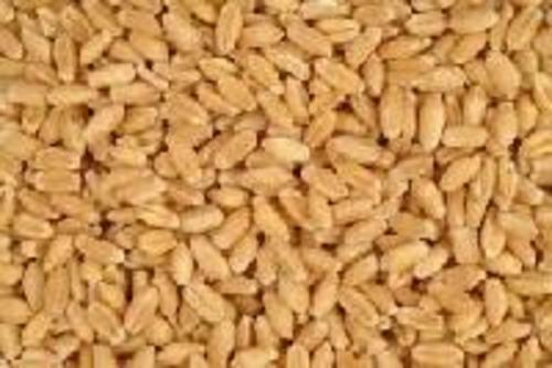 Brown Wheat Seeds for Food