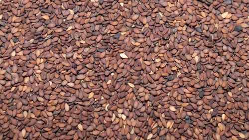 Dried Brown Sesame Seed