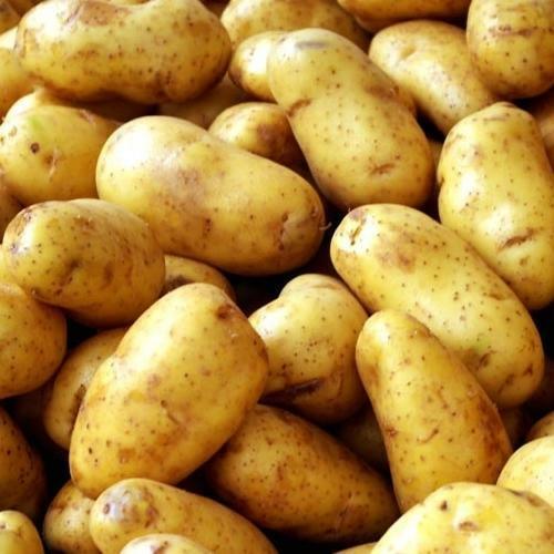 Fresh Pushkar Potato for Cooking