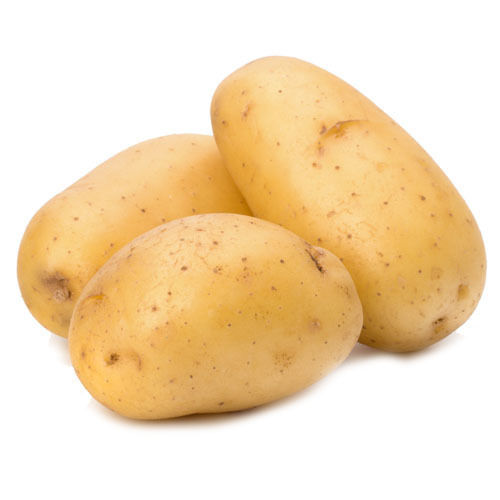 Fresh Surya Potato for Cooking