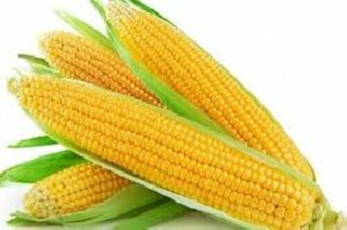 Fresh Yellow Corn for Food
