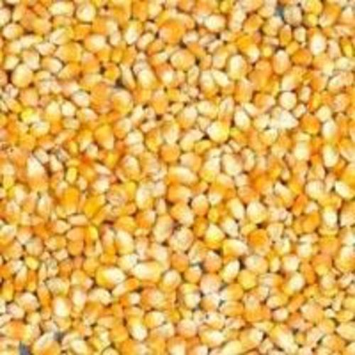 Yellow Natural Maize Seeds For Food