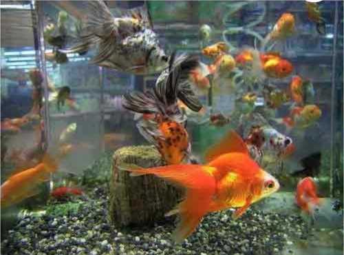 Fish Aquarium For Residential and Commercial
