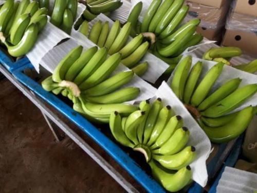 High Quality Fresh Cavendish Banana