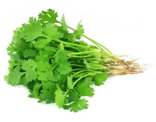 Fresh And Green Coriander