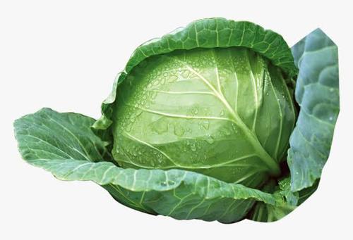 Indian Origin Fresh Cabbage