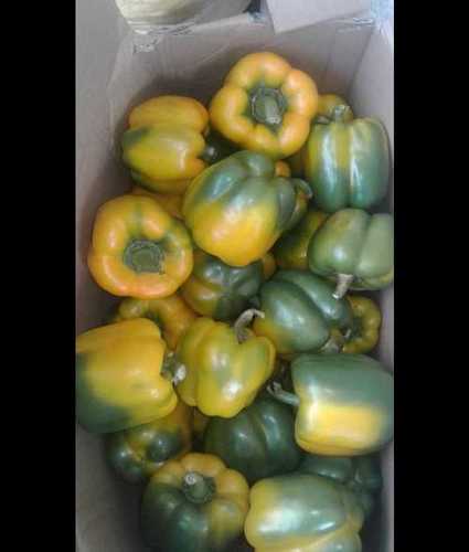 Best Price Fresh Green Capsicum Moisture (%): 99%