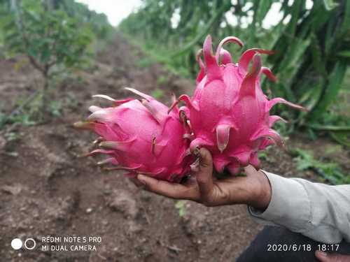 Pink Export Quality Fresh Dragon Fruit