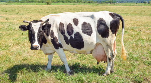 Vary Live Domestic Pregnant Dairy Cow