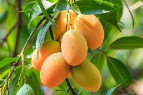Natural Red Mango Fruits