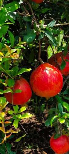 Export Quality Fresh Pomegranate