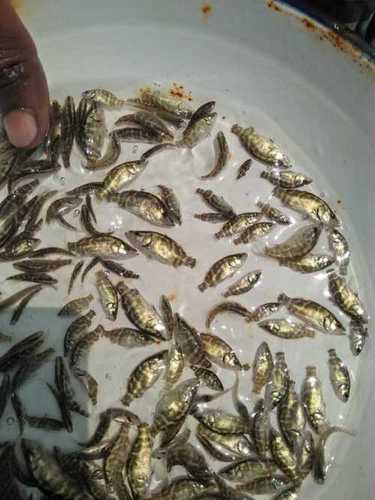 Fresh Live Fish Seeds