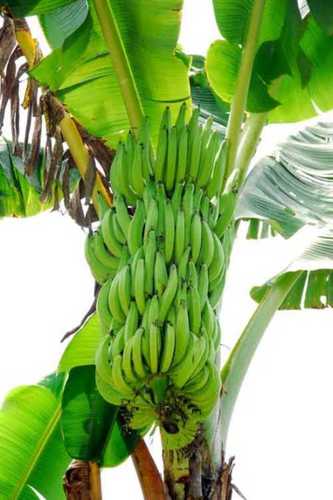Banana Tissue Culture Plant