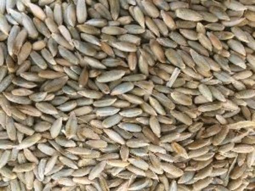 Natural Rye Seeds for Food