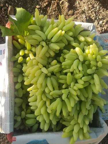 Common Farm Fresh Green Grape