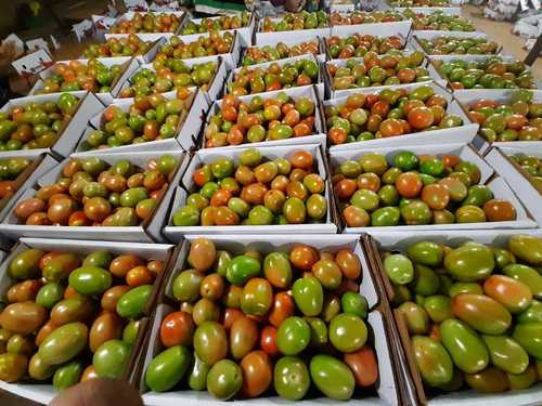 Farm Fresh Green Tomato