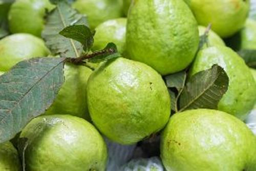 Organic Fresh Green Guava Fruits