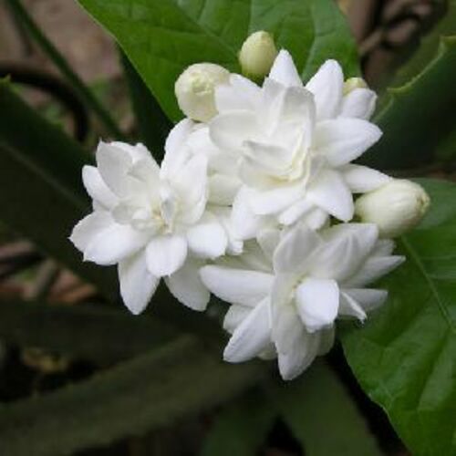 Fresh Jasmine Flowers for Decoration