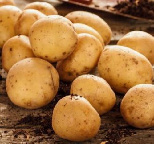 Fresh Natural Potato for Cooking