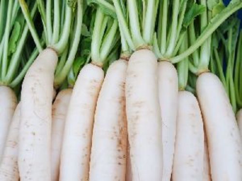 Fresh White Radish for Cooking