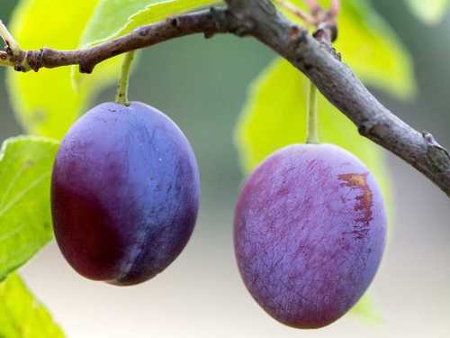 Red & Pink Himachal Fresh Plum Fruit