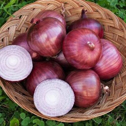 Natural Fresh Onion for Cooking