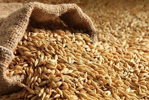 100% Raw Barley Seed For Animal Feed And Human Consumption Admixture (%): 6%