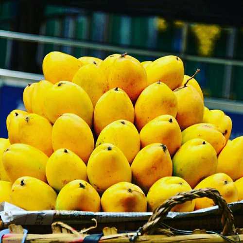 White Export Quality Fresh Mango