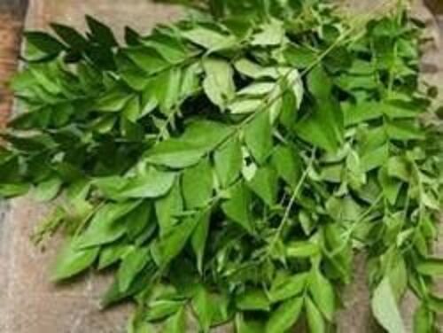 Fresh Green Curry Leaves