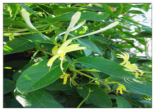 Honeysuckle Flower Extract