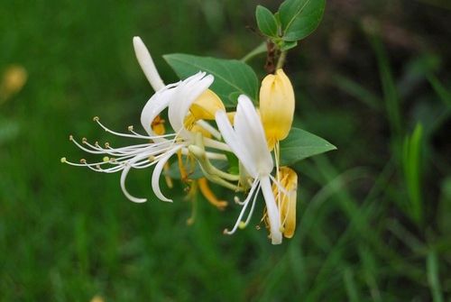 Herbal Product Honeysuckle Flower Extract