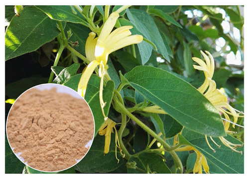 Honeysuckle Flower Extract Honeysuckle Flower Extract