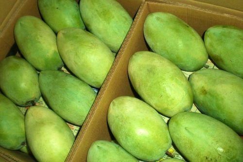 Fresh Green Langra Mangoes